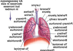 Human Respiratory System Worksheet as Well as Anatomy Lower Respiratory Tract Human Anatomy System