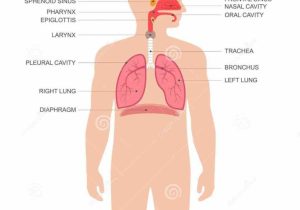 Human Respiratory System Worksheet as Well as Index Of Wpcontent