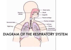 Human Respiratory System Worksheet as Well as Respiratory System Diagram Diagram the Respiratory System