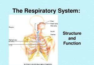 Human Respiratory System Worksheet or Respiratory System with Labels and Functions