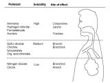 Human Respiratory System Worksheet together with Analysing the Causes Of Chronic Cough Relation to Sel Ex