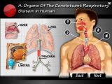 Human Respiratory System Worksheet together with andicha Oyn Plxtunk