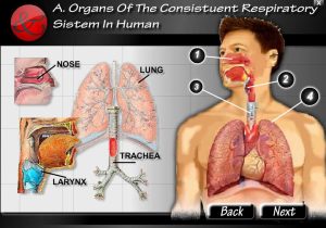 Human Respiratory System Worksheet together with andicha Oyn Plxtunk