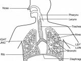 Human Respiratory System Worksheet together with Parts A Tennis Court Diagram Diagram Auto Wiring Diagra