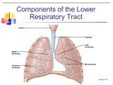 Human Respiratory System Worksheet together with Respiratory System