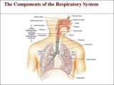Human Respiratory System Worksheet together with Respiratory System Ponents and Functions