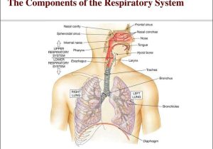 Human Respiratory System Worksheet together with Respiratory System Ponents and Functions