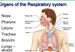 Human Respiratory System Worksheet with Copy Of Respiratory System by Madysen Roberts