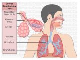 Human Respiratory System Worksheet with Grade 9 Respiratory System