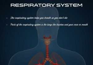 Human Respiratory System Worksheet with organ Systems by Chris Cox