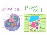 Immortal Cancer Cells Worksheet Answers as Well as Cheek Cell Diagram Fresh Model for Cell Diagram Cheek Cell D