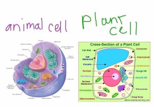 Immortal Cancer Cells Worksheet Answers as Well as Cheek Cell Diagram Fresh Model for Cell Diagram Cheek Cell D