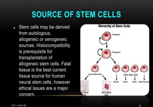 Immortal Cancer Cells Worksheet Answers with source Of Stem Cells