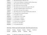 In the Womb National Geographic Worksheet Answer Key with Mitosis Worksheet Answers Choice Image Worksheet for Kids In English