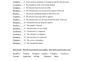 In the Womb National Geographic Worksheet Answer Key with Mitosis Worksheet Answers Choice Image Worksheet for Kids In English