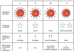 Incomplete and Codominance Worksheet and File 1913 Abo Blood Groups Wikimedia Mons