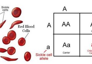Incomplete and Codominance Worksheet or Blood Disorders