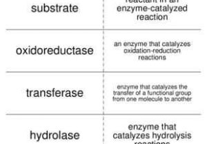 Industrialization Vocabulary Worksheet Also Enzymes and Vitamins Vocabulary Flash Cards for Biological Chemistry