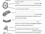 Inside the Cell Worksheet Answers Along with 37 Best Bio Cells Images On Pinterest