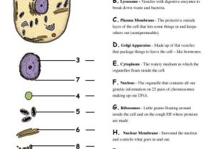 Inside the Cell Worksheet Answers with 266 Best Biology Cell theory organelles Images On Pinterest
