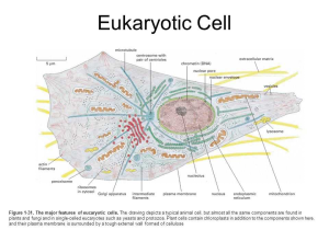 Inside the Eukaryotic Cell Worksheet Answers Along with Eukaryote the School Of Biomedical Sciences Wiki