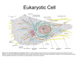 Inside the Eukaryotic Cell Worksheet Answers Along with Eukaryote the School Of Biomedical Sciences Wiki
