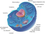 Inside the Eukaryotic Cell Worksheet Answers Also File Eukaryotic Cell Animal