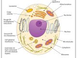 Inside the Eukaryotic Cell Worksheet Answers Also Membranes and Membrane Lipids