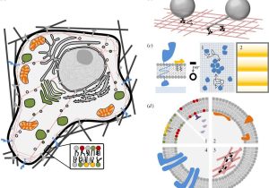 Inside the Eukaryotic Cell Worksheet Answers and Bioinspired Membrane Based Systems for A Physical Approach