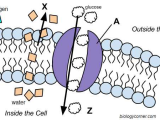 Inside the Eukaryotic Cell Worksheet Answers and Cell Transport Graphic