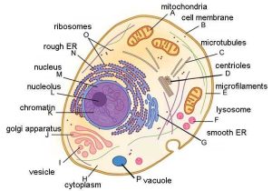 Inside the Eukaryotic Cell Worksheet Answers and Ch 3 Review Guide Answer Key