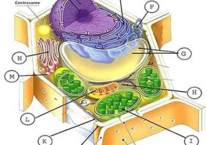Inside the Eukaryotic Cell Worksheet Answers as Well as Animal and Plant Cell Labeling