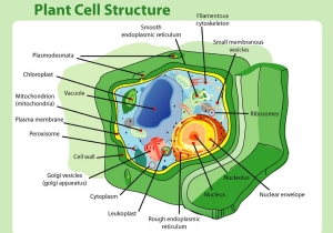 Inside the Eukaryotic Cell Worksheet Answers as Well as Resources Plant Synthetic Biology Plants and Igem 2016