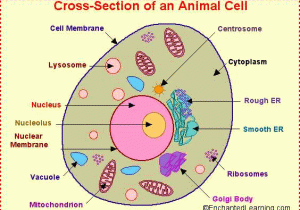 Inside the Eukaryotic Cell Worksheet Answers together with Hysonsbisons Cells