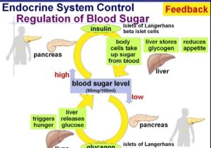 Insulin to Carb Ratio Worksheet and Endocrine System Control Blood Sugar Level Insulin and Gucag
