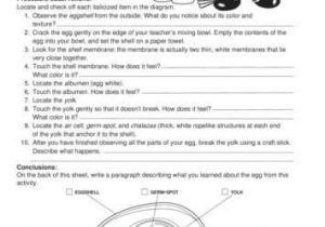Interest Groups Worksheet Answer Key with Need An Egg Experiment This Spring This Science Worksheet Lists the