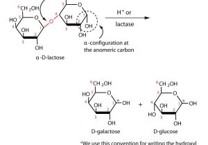 Introduction to Chemical Reactions Worksheet or Carbohydrates