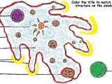 Introduction to the Scientific Method Worksheet together with the Biology Corner