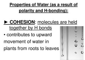 Ionic Bonding Worksheet Key or Notes 22 Properties Of Water Ppt