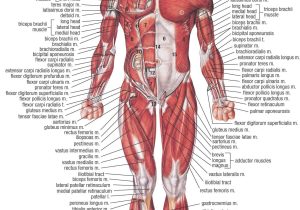 Joints and Movement Worksheet with Detailed Muscle Anatomy Anterior View A&p Pinterest