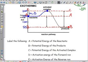 Kinetic and Potential Energy Worksheet Answer Key Also Kinetics thermodynamics and Equilibrium Exothermic Potential
