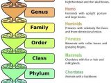 Kingdom Classification Worksheet Answers and 11 Best Classification Chart Images On Pinterest