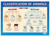 Kingdom Classification Worksheet Answers together with 11 Best Classification Chart Images On Pinterest