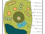 Label Plant Cell Worksheet Along with 25 Best Cells Osmosis Images On Pinterest