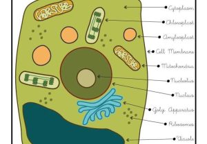Label Plant Cell Worksheet Along with 25 Best Cells Osmosis Images On Pinterest