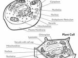 Label Plant Cell Worksheet Along with 32 Best Science Cells Basic Unit Of Life Images On Pinterest