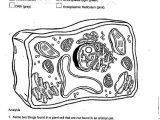 Label Plant Cell Worksheet Also 99 Best Science Biology Cells Images On Pinterest