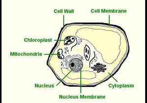 Label Plant Cell Worksheet and 12 Best Tatum S School Projects Images On Pinterest