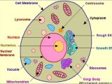 Label Plant Cell Worksheet as Well as Diagram A Plant Cell without Labels Best Animal Cell Diagram
