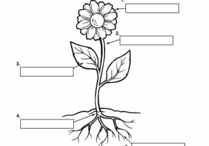 Label Plant Cell Worksheet or Parts Of Plants Worksheets